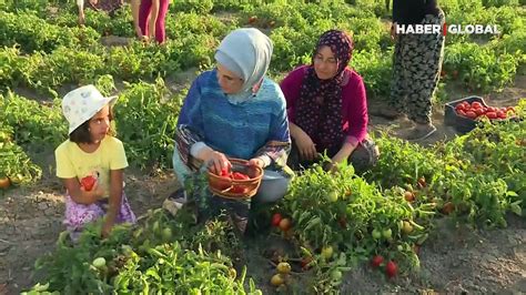 E­m­i­n­e­ ­E­r­d­o­ğ­a­n­,­ ­t­a­r­l­a­d­a­ ­k­a­d­ı­n­ ­ç­i­f­t­ç­i­l­e­r­l­e­ ­d­o­m­a­t­e­s­ ­t­o­p­l­a­d­ı­